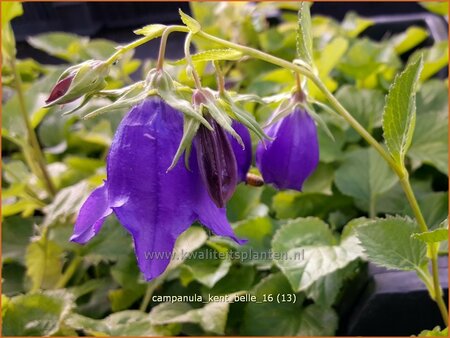 Campanula &#39;Kent Belle&#39;