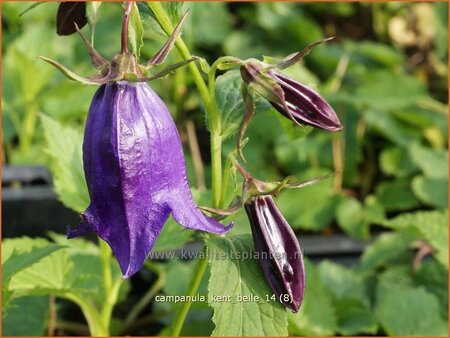 Campanula &#39;Kent Belle&#39;