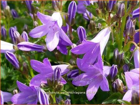 Campanula portenschlagiana