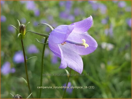 Campanula rotundifolia 'Olympica'
