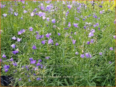 Campanula rotundifolia &#39;Olympica&#39;