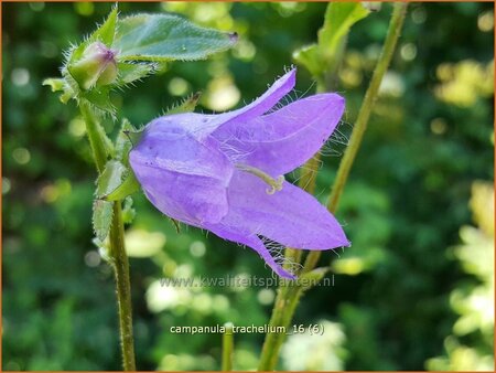 Campanula trachelium