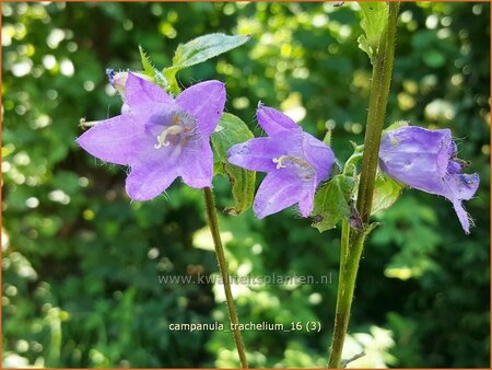 Campanula trachelium