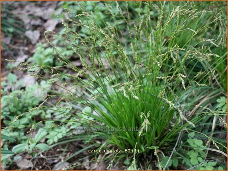 Carex digitata