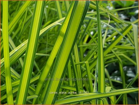 Carex elata &#39;Aurea&#39;