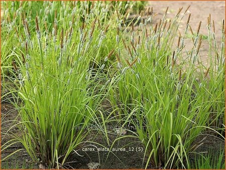 Carex elata &#39;Aurea&#39;