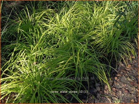 Carex elata &#39;Aurea&#39;