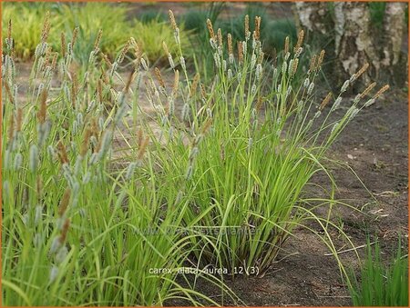 Carex elata &#39;Aurea&#39;