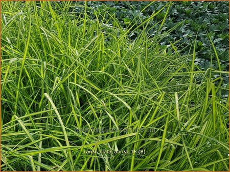 Carex elata &#39;Aurea&#39;