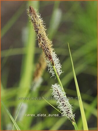 Carex elata &#39;Aurea&#39;