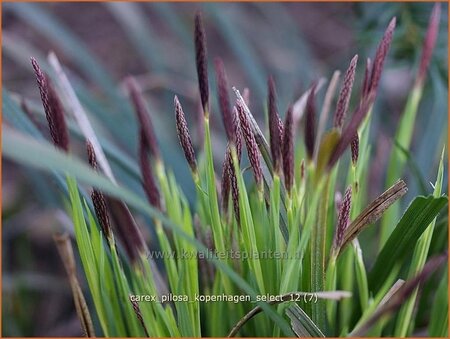 Carex pilosa &#39;Kopenhagen Select&#39;