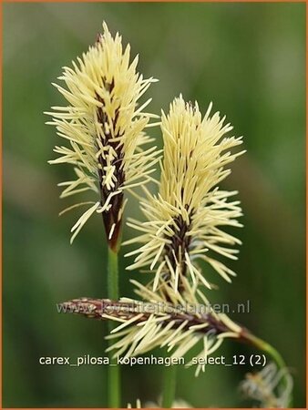 Carex pilosa &#39;Kopenhagen Select&#39;