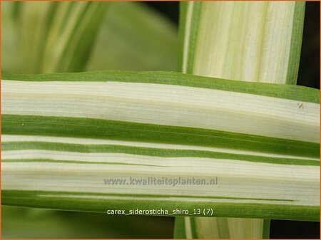 Carex siderosticta &#39;Shiro&#39;