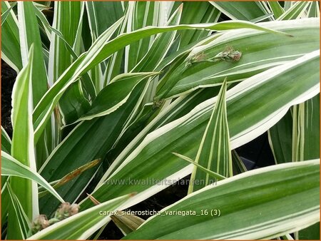 Carex siderosticta 'Variegata'