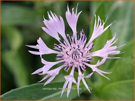 Centaurea montana &#39;Carnea&#39;