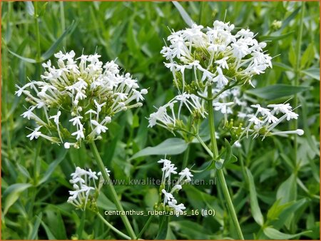 Centranthus ruber &#39;Albus&#39;