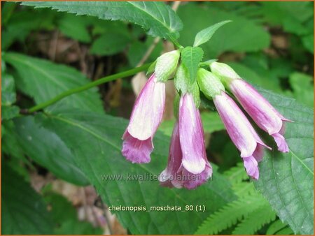 Chelonopsis moschata