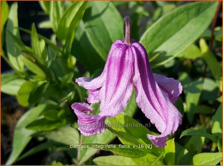 Clematis integrifolia &#39;Floris V&#39;