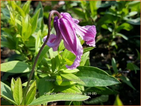 Clematis integrifolia &#39;Floris V&#39;