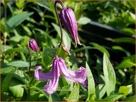 Clematis integrifolia &#39;Floris V&#39;