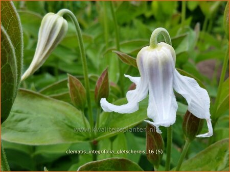 Clematis integrifolia &#39;Gletschereis&#39;