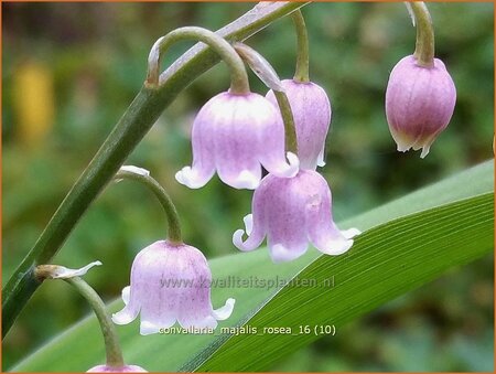 Convallaria majalis 'Rosea'