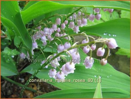 Convallaria majalis 'Rosea'