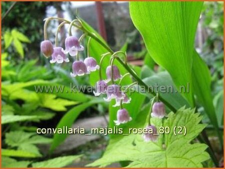 Convallaria majalis 'Rosea'