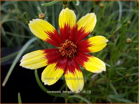 Coreopsis 'Bengal Tiger'