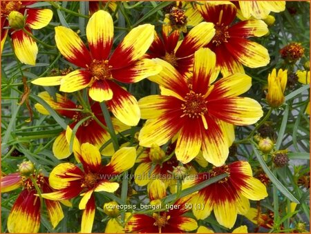 Coreopsis 'Bengal Tiger'