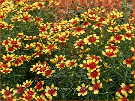 Coreopsis 'Bengal Tiger'
