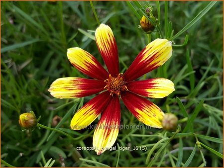 Coreopsis 'Bengal Tiger'