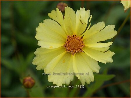 Coreopsis 'Full Moon'
