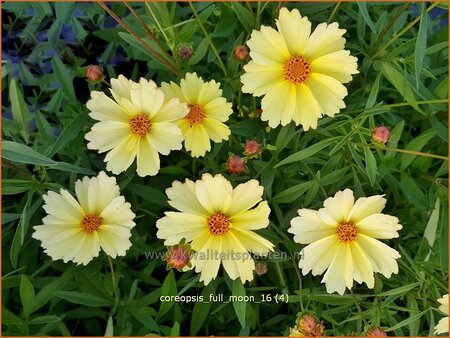 Coreopsis 'Full Moon'