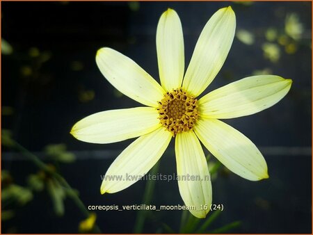 Coreopsis verticillata &#39;Moonbeam&#39;