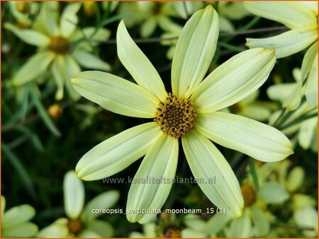 Coreopsis verticillata &#39;Moonbeam&#39;