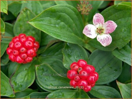 Cornus canadensis