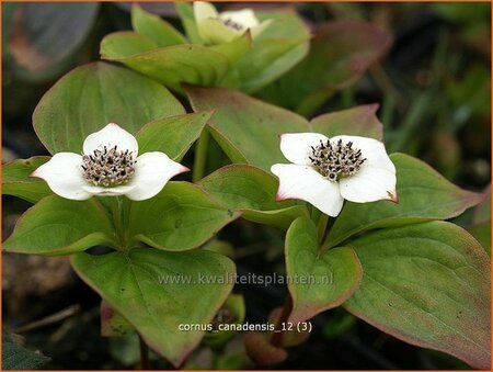 Cornus canadensis