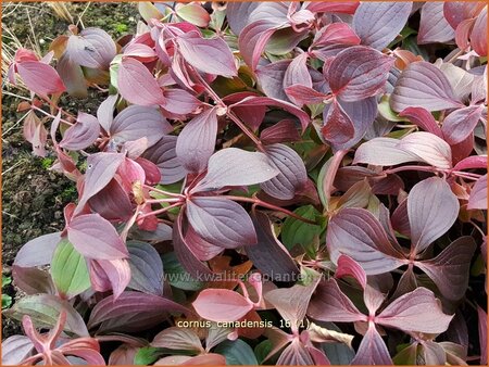 Cornus canadensis