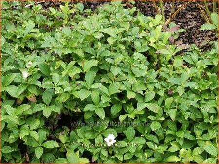 Cornus canadensis