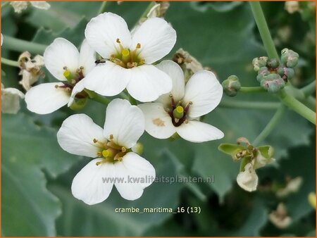 Crambe maritima