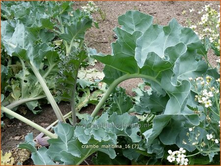 Crambe maritima