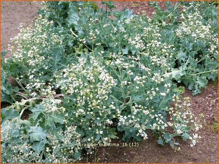 Crambe maritima