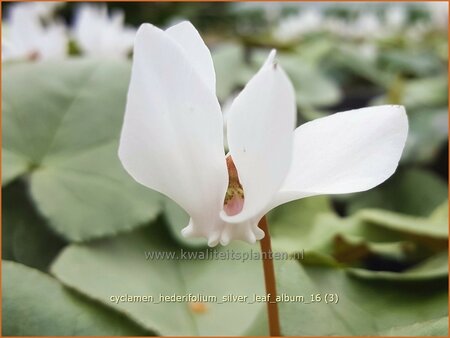 Cyclamen hederifolium &#39;Silver Leaf Album&#39;