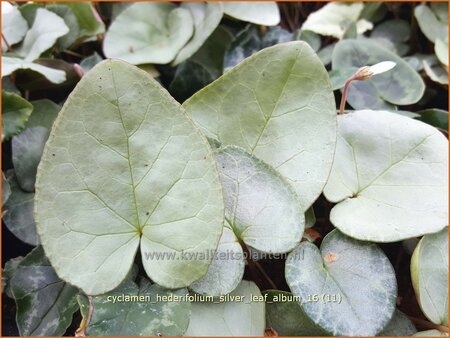 Cyclamen hederifolium &#39;Silver Leaf Album&#39;