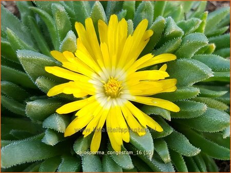 Delosperma congestum