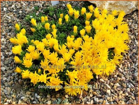 Delosperma congestum