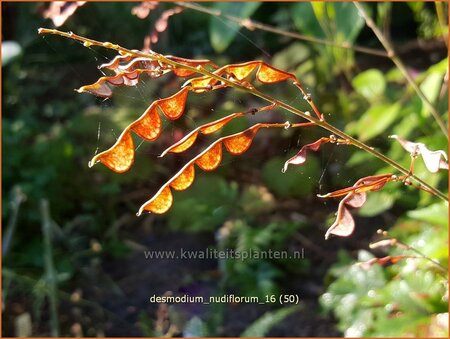 Desmodium nudiflorum