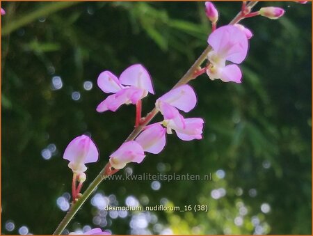 Desmodium nudiflorum