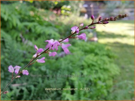 Desmodium nudiflorum